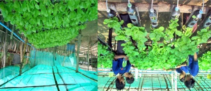 263 Fig. 1. Family labour operated water-saving hydroponic vegetable production in Dry Zone, Myanmar.