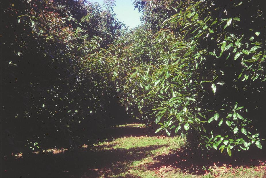 Avocado Growers Manual Canopy Management and Orchard Thinning Canopy Management and Orchard Thinning Main Points Initially planting at a tree spacings of 7m x 7m on the square or 5 to 6m x 7-10m