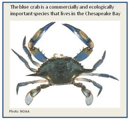 Student Activity Lesson 21 The State of the Bay The Chesapeake Bay is a very important ecosystem on a local and national level.
