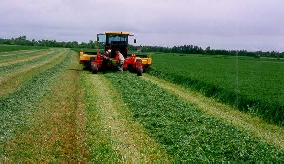 Use a Wide Swath to Dry Quickly Avoid raking -