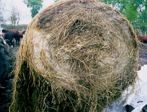 Limitations of Baled Silage Can spoil if air leaks into the silage or improper fermentation Low moisture forage (-40%) can have mould risk Apparent