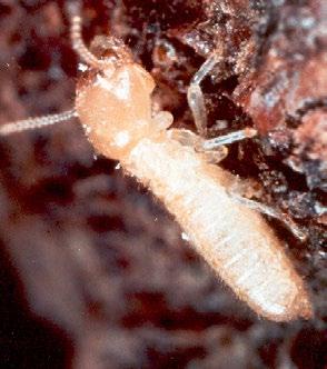 1/ WOOD DESTROYING ORGANISMS in usa > termites Termites are a group of
