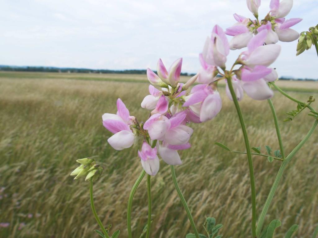 Salvere project: semi-natural grassland as a source of biodiversity improvement Promote High Nature Value Farmland (HNVF) with its biodiversity as a valuable resource to support sustainable rural