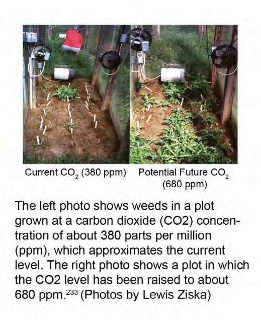 Effect of CO 2 on Plant Growth