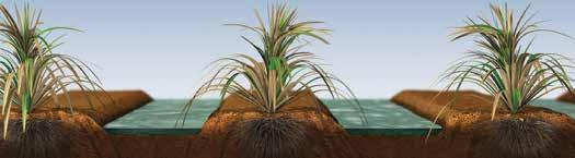 Unlike some crops that can rely on intermittent water applications, cane yield responds positively to high frequency water applications.