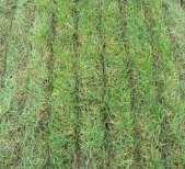 encourage better grass growth but currently there is little information available on the actual performance of swards grown from separated slurry To examine this option, researchers at SRUC are