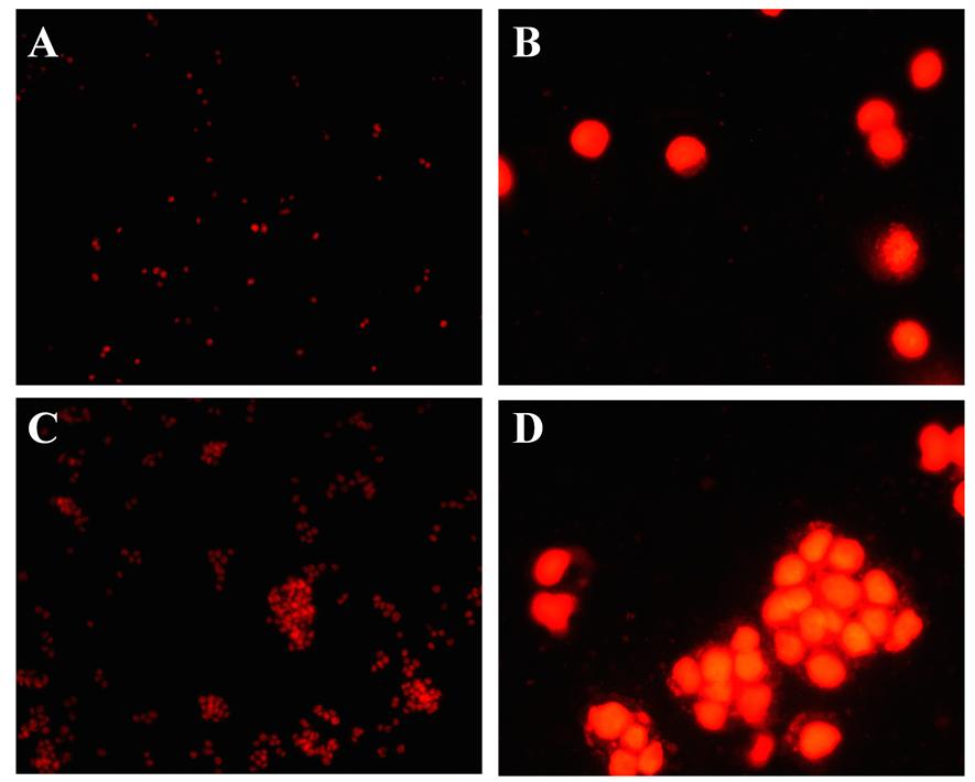 Figure S2. Confocal fluorescence microscopy images of MCF-7 cells treated without (A and B) or with P1 (C and D). Figure S3.