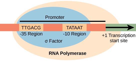 Prokaryotic transcription: promoter A promoter is a region of DNA that initiates transcription of a particular gene. Promoters are located upsteram of the genes they regulated.
