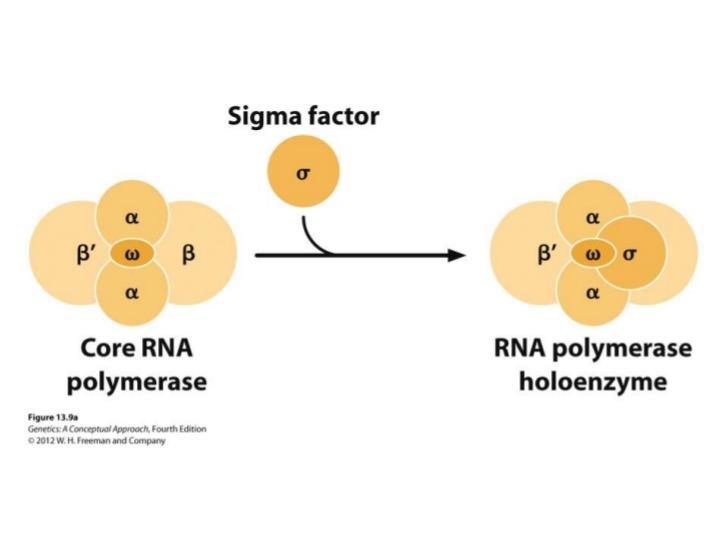 Prokaryotic transcription: RNA polymerase α: interaction with regulatory