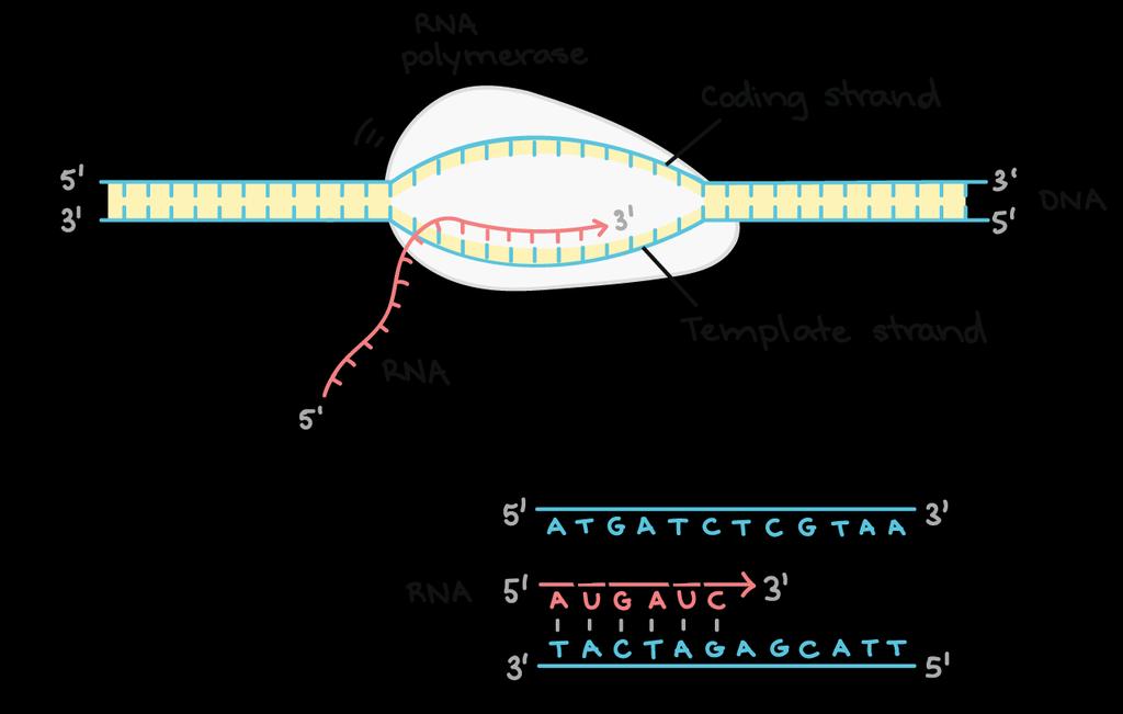 Prokaryotic transcription: elongation https://www.khanacademy.