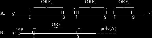 Reading frame open reading frame (ORF) monocystronic and polycystronic mrnas polycistronic mrna from