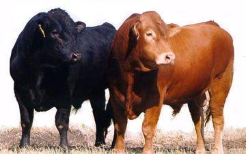 ! The first Limousin bulls imported permanently into the United States arrived in