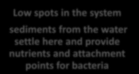 anaerobic bacteria thrive here Low spots in the system sediments from