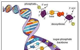 The sequence or order of bases of DNA