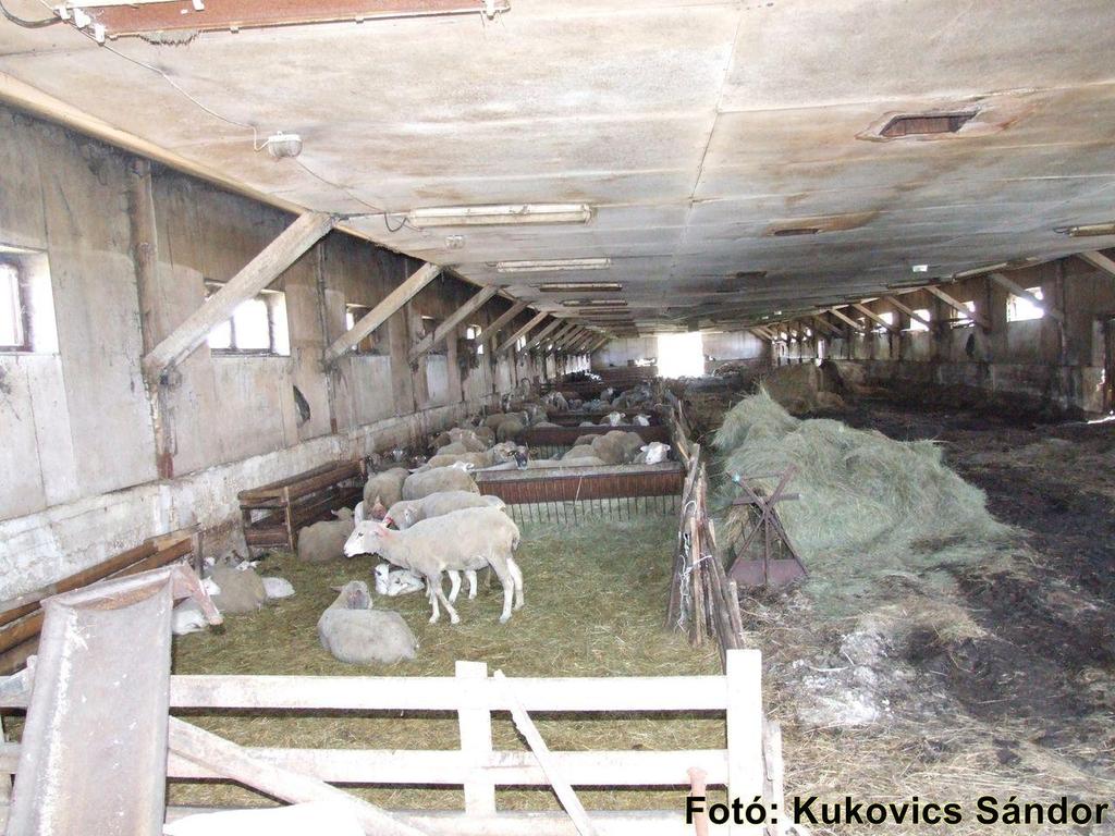 THE SHEEP SECTOR IN GREENHOUSE GAS INVENTORY IN HUNGARY ÁTK