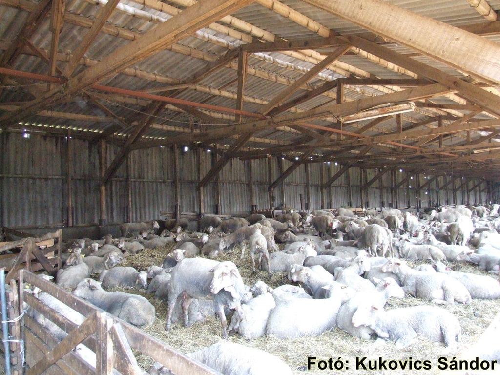 THE SHEEP SECTOR IN NATIONAL GHG EMISSION