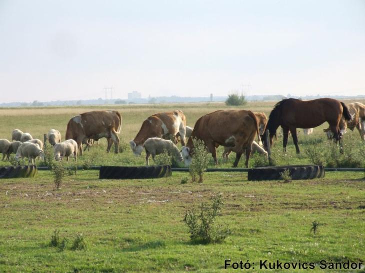 COMPARISON OF GHG-EMISSIONS FROM SHEEP AND CATTLE PRODUCTION IN HUNGARY IN AVERAGE OF 2004 2008 PERIOD by ANIMAL Sources / categories Average sheep Average cattle All sources (enteric fermentation,