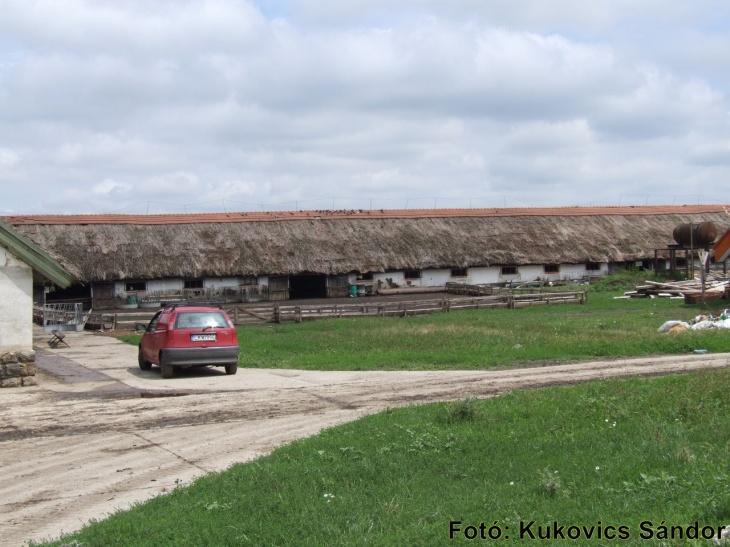 IMPORTANT CHARACTERISTIC PARAMETERS OF SHEEP FARMS IN HUNGARY Main product: lamb for slaughtering (until 60-90 days of age, body mass at selling: 22 kg) Average body mass of ewes: 49-75 kg Nutrition