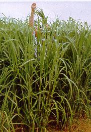 , miscanthus, wheat straw (LignoValue).