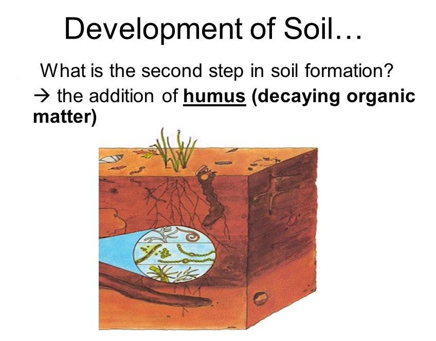 P a g e 13 Soil Organic Matter: The Key to Soil Health Larry Cihacek NDSU Soil Science Department Soil health results from complex relationships between the soil, the plants that grow on the soil and