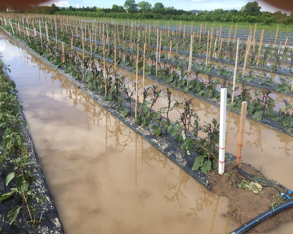 World Crops Research Update - Eggplant The 2017 Growing Season This Research Update summarizes Vineland s findings on Asian eggplant production for the 2017 growing season.
