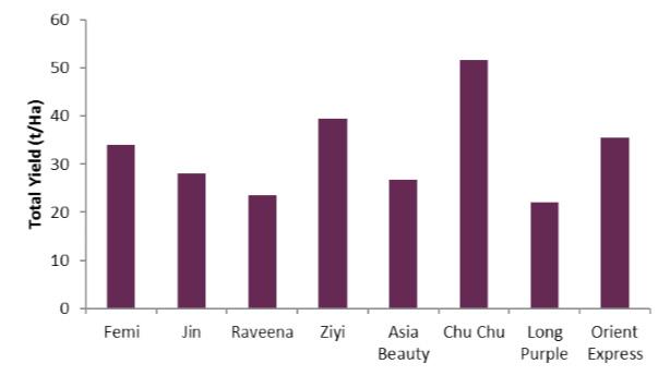 Among the Asian long eggplant with dark purple skin, Orient Express produced the highest marketable yield at 36 t/ha, while the dark-skinned eggplant Jin produced nearly a 21 per cent lower yield