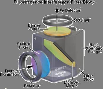 In widefield microscopy the excitation wavelengths which illuminate the sample, and the emission wavelengths which reach the CCD camera are selected throughout a filter