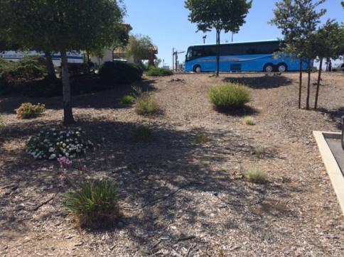 Transportation Center Parking Lot Finger Planters Eliminate irrigation in parking lot