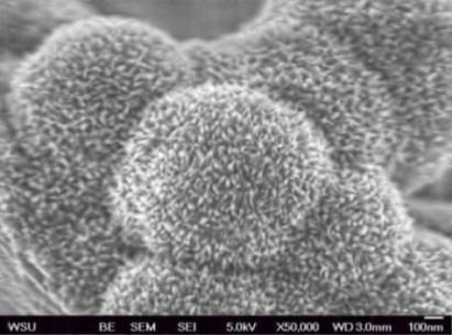 PO4 Sponge contains iron-oxyhydroxide (FeOOH) acicular crystals (20-60 nm) grown on the pore surfaces.