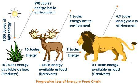 Rules of Energy Transfer The 2 nd Law of Thermodynamics Explains that energy transfer between trophic levels reduces the amount of usable energy available to the higher trophic level