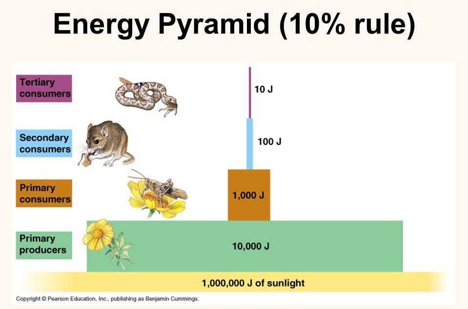 Rules of Energy Transfer The 2 nd Law of Thermodynamics What is the average efficiency of eating? OR How much of the energy that you ate actually stays in the next trophic level?
