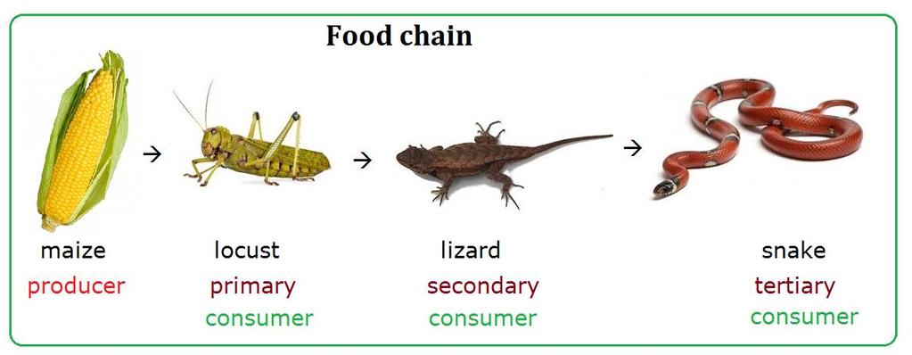 Food Chains Food Chain -- Linked series showing a oneway set of feeding relationships.