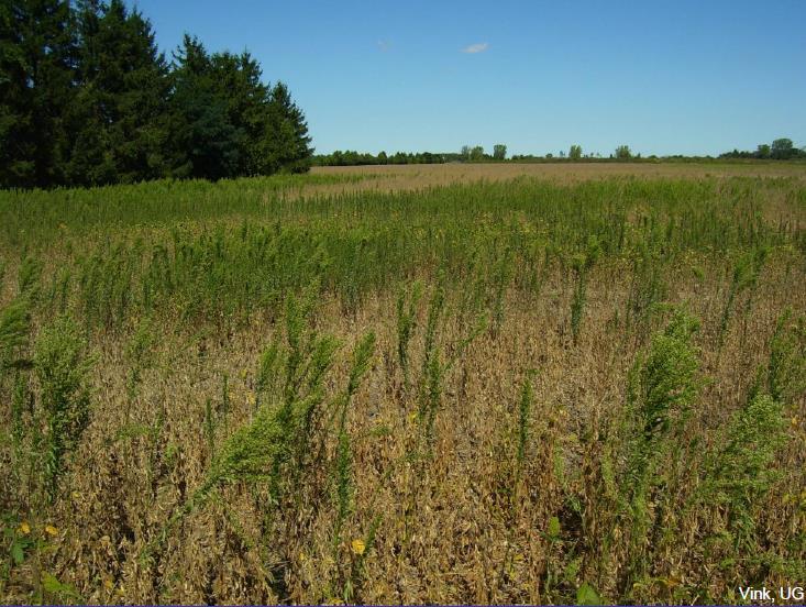 14 GR weeds in Eastern Canada 2. Canada fleabane Where? Soybean in Essex County, ON When? 2010 1 st report.