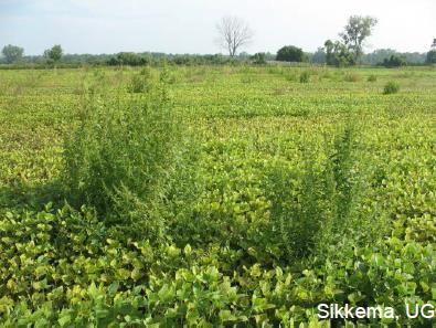 16 GR weeds in Eastern Canada 4. Waterhemp Where? Soybean in Lambton County, ON When?