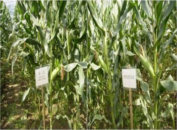 Application Examples: Maize and Paddy Rice Urea 70% of the nanoenhanced urea We have tested in a maize field using nano-enhanced fertilizer in April to August, 2008