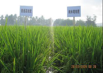 6% Maize In December 2008 to May 2009,we had field trials with China National Hybrid Rice Technology Center.