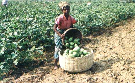 NEWS IN RTV, JANUARY 2008 Entrenched infection of vegetable by insets despite intensive application of
