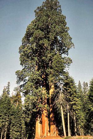 htm Sequoia sempervirens (Coast