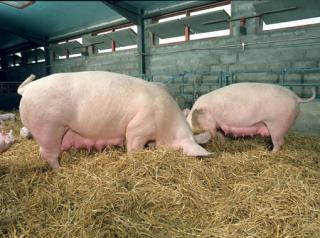 SWINE PRODUCTION Types of Swine Operations: Sow Maintains sows for breeding,