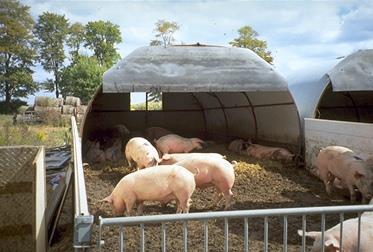 SWINE PRODUCTION Types of Swine Operations: Grow-Finish