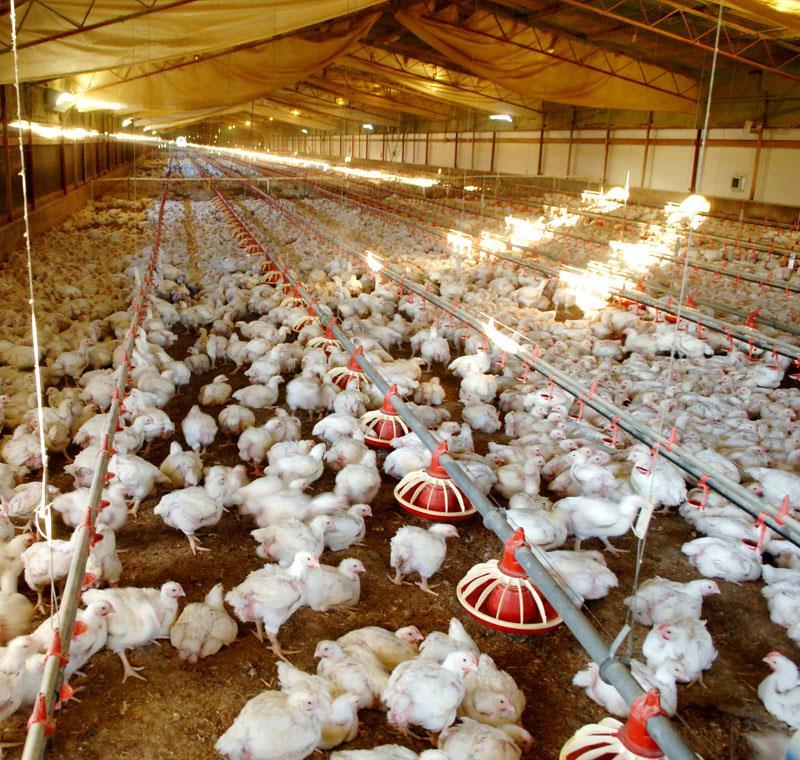 POULTRY PRODUCTION Types of Poultry Operations Broiler production Poultry produced for meat consumption Poultry are fed high quality feed to maximize growth Hormones cannot be added according to USDA