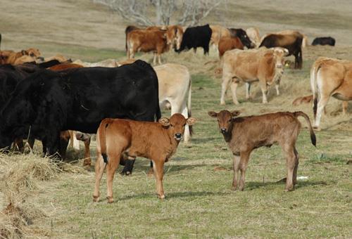 BEEF CATTLE PRODUCTION TYPES OF BEEF CATTLE OPERATIONS Cow-Calf Producers A herd of cows are bred each