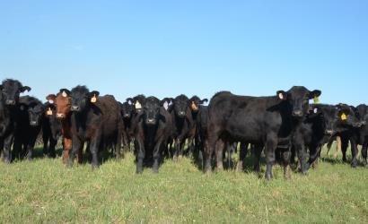 BEEF CATTLE PRODUCTION TYPES OF BEEF CATTLE OPERATIONS Cattle Feeders Stocker Operations Purchase calves from a cow-calf