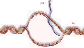 Checkpoint What are three differences between RNA and? What are the three types of RNA? RNA makes proteins from the information stored in the cell s nucleus ().