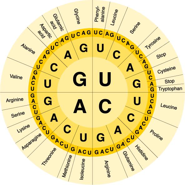 Codons: UCG CAC GGU Proteins Note the 20 amino acids plus the 3 stop codons Example: If a sequence