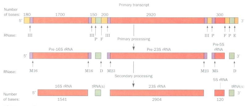 Ribosomal RNA (rrna) Large RNA components of ribosomes that are extensively processed.