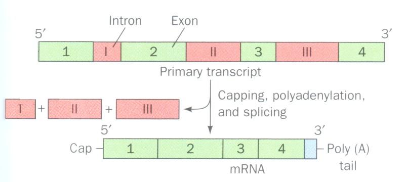 (Eucaryotic) mrna is processed Eucaryotic mrna is extensively processed before it is exported from the nucleus and is translated by ribosomes often contains introns (intervening sequences) which must