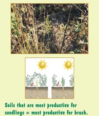 Excess brush or grass competes for sunlight, soil moisture, and soil nutrients Competition from other plants can reduce the growth of young seedlings or even kill them.