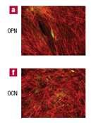Results (osteoprogenitors) Immunofluorescence was used to detect expression of the