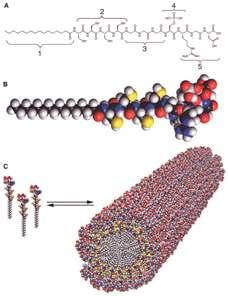 Self-assembly Relies on non-covalent interactions to achieve spontaneously assembled 3D structure. Biopolymers such as peptides and nucleic acids are used.